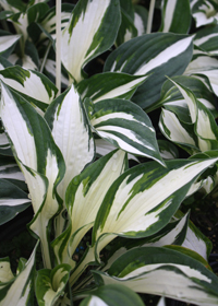 Hosta 'Loyalist'